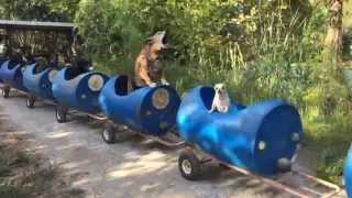 The Dog Train Rolls In Fort Worth [upl. by Florie86]