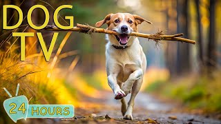 DOG TV for Dogs to Watch Deeply Relaxing Video for Stress amp Anxiety Relief for Dogs  Music for Dog [upl. by Ailaht691]