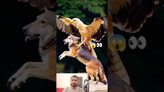 Eagle trending videoshorts shortsfeed youtube [upl. by Fesoy]