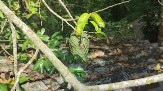 Soursop Graviola Annona muricata plants fruit [upl. by Ilesara383]