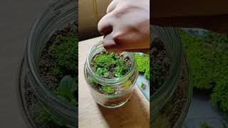 এই প্রথম একটা টেরারিয়াম বানালাম Terrarium making ❤️❤️terrarium plants [upl. by Aletta885]