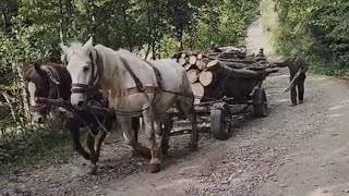 DJEDU 90 GODINA I ČITAV ŽIVOT KONJIMA VOZI LJUDIMA DRVA [upl. by Silma]