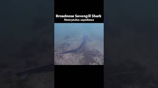 Broadnose Sevengill Shark encounter [upl. by Karol55]