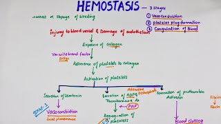 Hemostasis  Easy Flowchart  Physiology [upl. by Fiore]