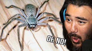 I Show My Friend With Arachnophobia BIG Australian Spiders [upl. by Onig]