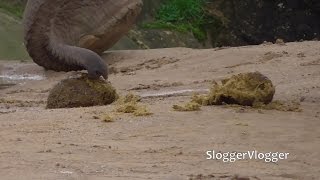 Baby Elephant Eats Pp [upl. by Aehsa]