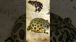 Types Of Frogs  Ornate Frog shorts [upl. by Lancelle163]