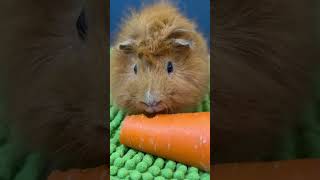 Carrot time pet cuteanimals guineapig cute pets animals capybara guineapigs [upl. by Lrub]