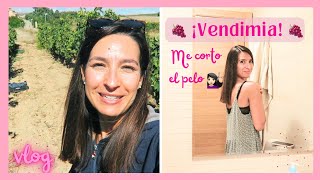 🍇VENDIMIAMOS y ASÍ me CORTO el PELO 💇🏻‍♀️ LauraViveSimple [upl. by Rizika133]