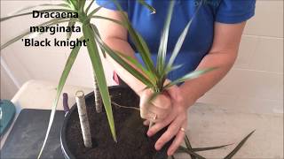 How to Prune amp Propagate your Draceana plants [upl. by Elleval529]