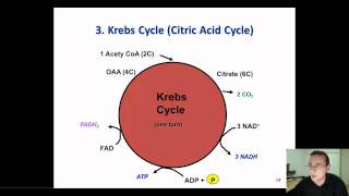 Cellular Respiration Processes [upl. by Pax]