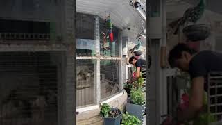 part 1 Macaw Breeding Aviary Rebuild parrot birds macaw cute birdslover exoticbird breeding [upl. by Elletnahs322]