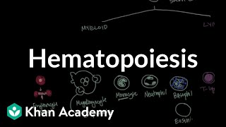 Hematopoiesis  Hematologic System Diseases  NCLEXRN  Khan Academy [upl. by Nolrev]