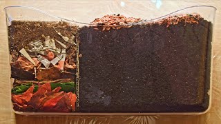 Red Wiggler Worms Horizontal Migration TimeLapse Days 035 FULL  vermicomposting [upl. by Ittap167]