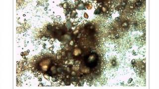 The Oldest Living Thing on Earth 500000YearOld Bacteria [upl. by Waddle]