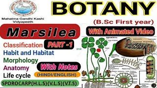 Marsilea  Morphology and Anatomy of Marsilea  Part1 [upl. by Housum]