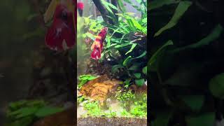 Day 26 update 3 endler babies left diatoms plants growing aquarium aquascaping bettafish [upl. by Maighdiln]