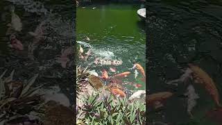 Koi tanpa pola fishing nature fruit asri dusun gardening bungarosella sayuran [upl. by Alboran]