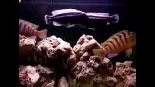 Malawi Cichlid Aggression [upl. by Amikat]