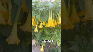 My Brugmansia  Angel’s Trumpet Day and Night [upl. by Latea]