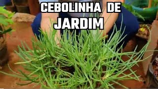 CEBOLINHA DE JARDIM  Bulbine frutescens [upl. by Tidwell406]