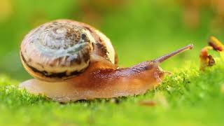 Phylum Mollusca Part 2 Class Gastropoda Slugs and Snails [upl. by Lief989]