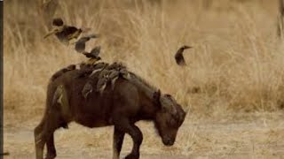 What a smart starling Oxpeckers live only in Africa [upl. by Kirsten194]