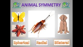 Symmetry of animal  Biology HS  NEET [upl. by Aileno]