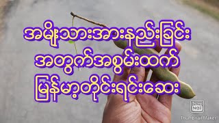 How To Use Tamarind Seed  Traditional Remedies [upl. by Bissell630]