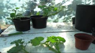 How to Propagate Geraniums from Cuttings  Autumn edition [upl. by Gazo]