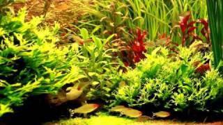 HD 1080p Rotkopfsalmler Hemigrammus bleheri  Blehers Rummy Nose Tetras [upl. by Alguire]