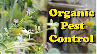 Top 3 Homemade Pesticides for Plants  Neem Oil Pesticide  Soap Pesticide  Wood Ash Pest Control [upl. by Eceer96]