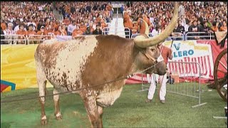 Raising Bevo Life as the UT mascots family  KVUE [upl. by Anirbak]