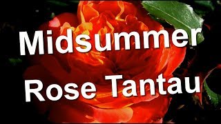 Midsummer Rose Tantau [upl. by Ahtrim806]