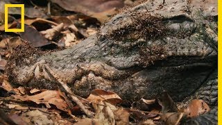 Des fourmis magnans à lattaque dun crocodile nain [upl. by Sou]