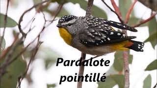 Oiseaux dOcéanie Le Paradisier magnifique au Paruline à joues grises [upl. by Pilar]