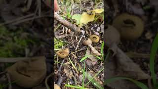 Common Puffball  Beautiful Mushrooms [upl. by Hege]