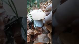 Hribi  boletus edulis [upl. by Francisco]