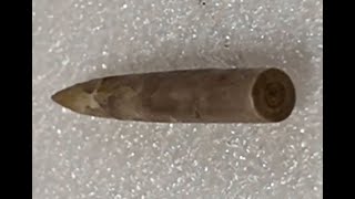 SQUID FOSSIL  RARE  TEXAS  Belemnite San Marcos  Del Rio Formation  Cretaceous [upl. by Johppah]