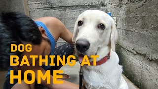 How To Bathe Your Dog At Home  Dog Grooming Tips [upl. by Nossaj]