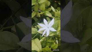 Sunny mornings with my plants newsong song music rap love youtube jasmine garden flowersyt [upl. by Aruasor]