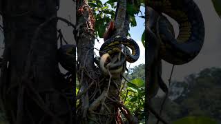 South American Python Attacks and Pulls Caterpillar Up a Tree to Digestpython wildlife anime [upl. by Ganiats]