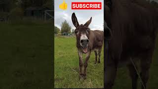 Donkey  Donkey sound  shorts donkey viral [upl. by Nahsad831]