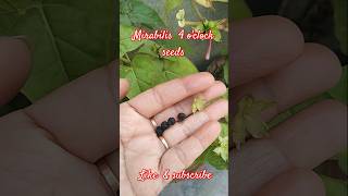 Mirabilis🌺4clocksandhya Maltiseeds collection shortvideogardening🌱 [upl. by Wieren]