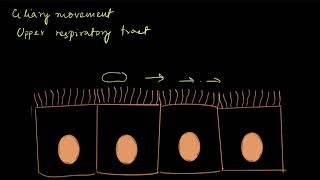 Types of movement  Locomotion and movement  Biology  Khan Academy [upl. by Lethia289]