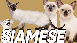 6 Facts You Didnt Know About the Siamese Cat [upl. by Jerald]