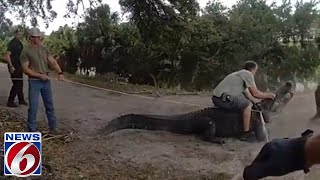 Florida trappers capture huge alligator [upl. by Zoara]