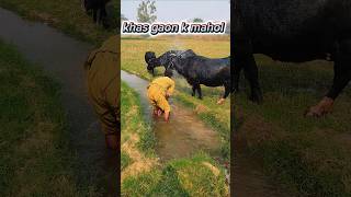 Khas gaon k mahol viralvideo [upl. by Ahsika571]