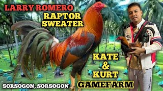 LARRY ROMERO RAPTOR SWEATER  ED JARABA  KATE amp KURT GAMEFARM  QUALITY GAMEFOWL IN THE PHILIPPINES [upl. by Corwin357]