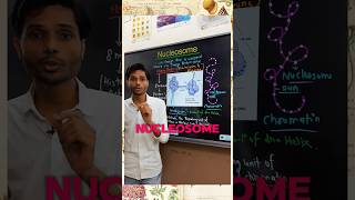 Structure of Nucleosome neet biology class12 k2institute [upl. by Auqenahs]